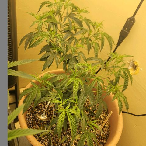 Plural Peach 1 growlog timeline photo