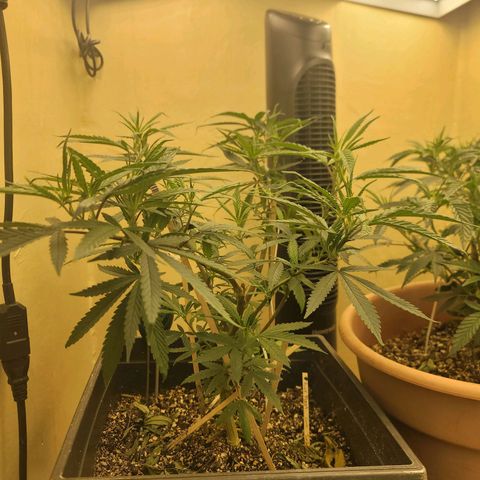Power Plant 1 growlog timeline photo