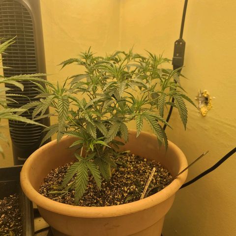 Plural Peach 1 growlog timeline photo