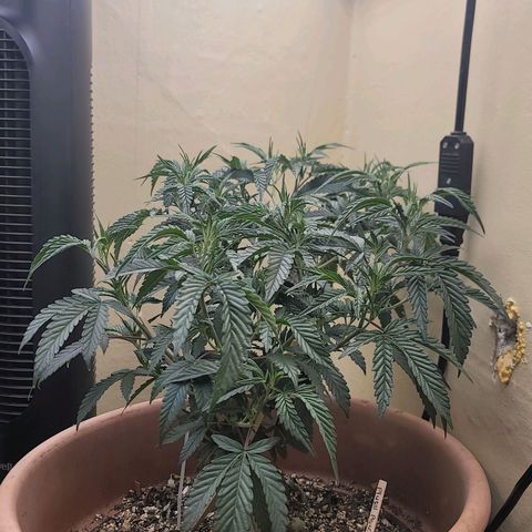 Plural Peach 1 growlog timeline photo