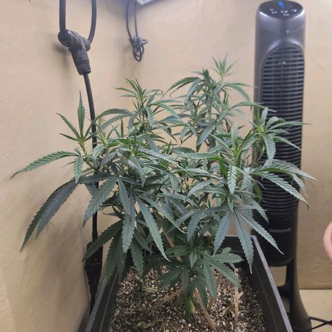 Power Plant 1 growlog timeline photo