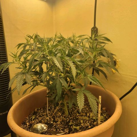 Plural Peach 1 growlog timeline photo