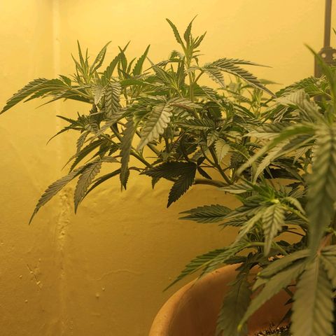 Plural Peach 1 growlog timeline photo