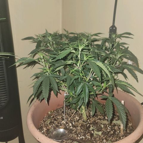 Plural Peach 1 growlog timeline photo