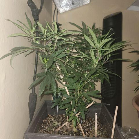 Power Plant 1 growlog timeline photo