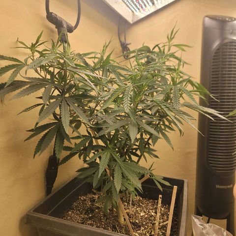 Power Plant 1 growlog timeline photo