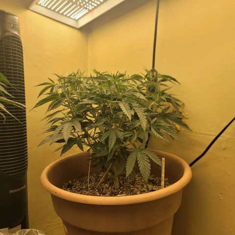 Plural Peach 1 growlog timeline photo