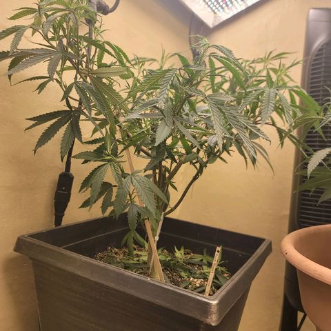 Power Plant 1 growlog timeline photo