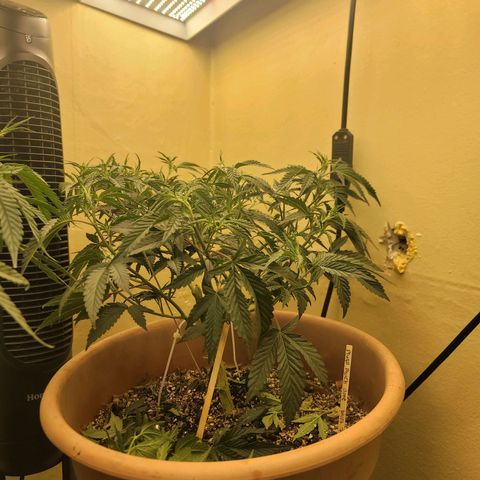 Plural Peach 1 growlog timeline photo