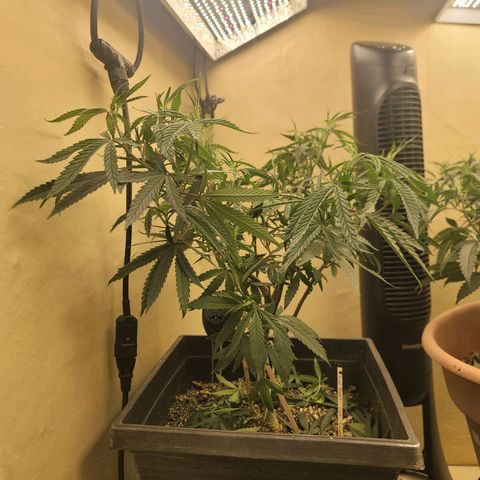 Power Plant 1 growlog timeline photo