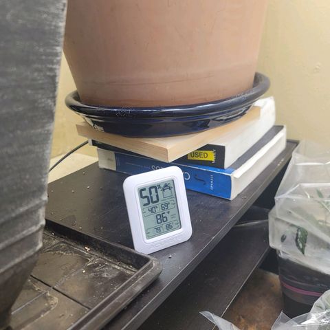 Plural Peach 1 growlog timeline photo