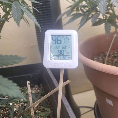 Plural Peach 1 growlog timeline photo