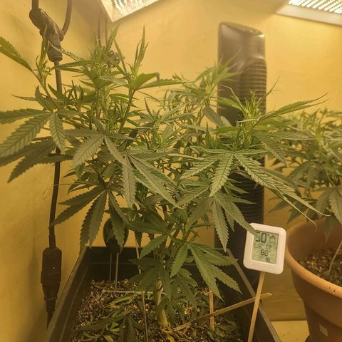 Power Plant 1 growlog timeline photo