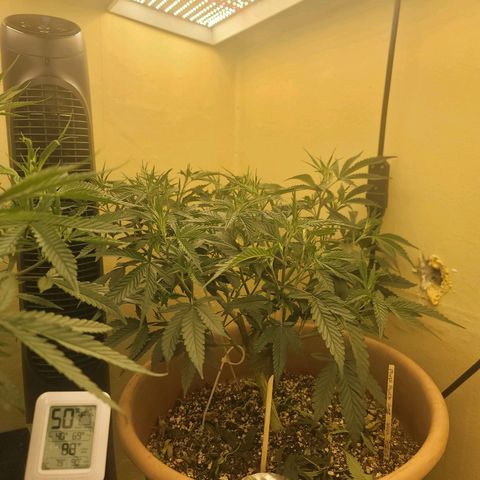 Plural Peach 1 growlog timeline photo