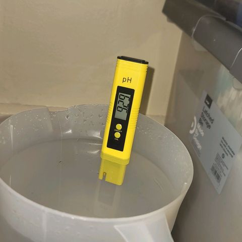 Plural Peach 1 growlog photo: Bath tub tap water