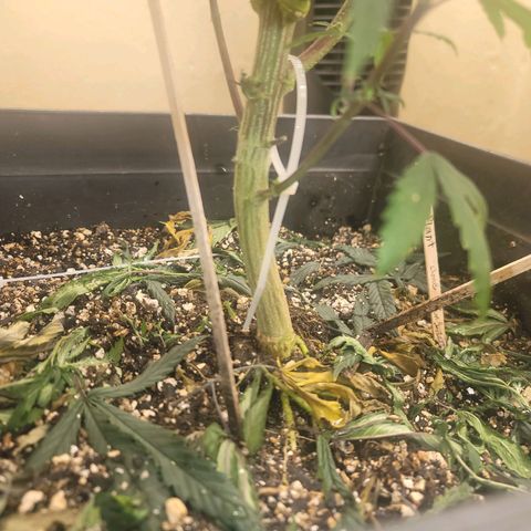Power Plant 1 growlog timeline photo