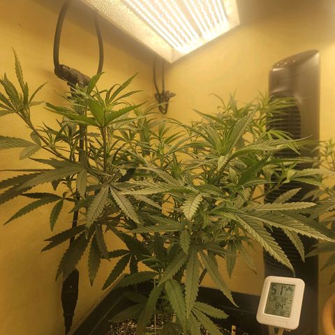 Power Plant 1 growlog timeline photo