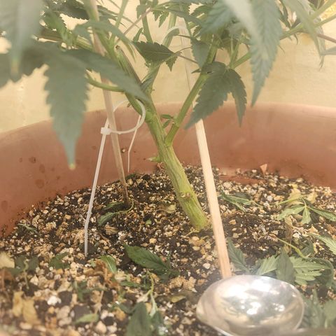 Plural Peach 1 growlog timeline photo