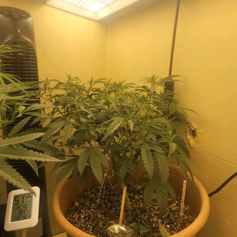 Plural Peach 1 growlog timeline photo