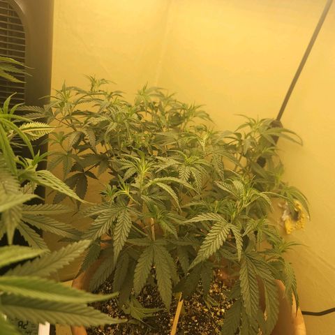 Plural Peach 1 growlog timeline photo