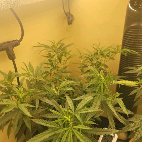 Power Plant 1 growlog timeline photo