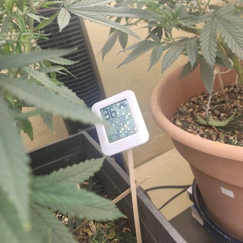 Plural Peach 1 growlog timeline photo