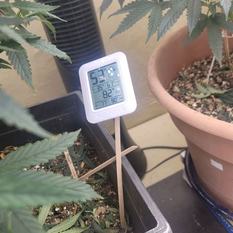 Plural Peach 1 growlog timeline photo