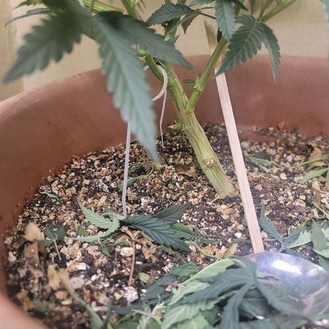 Plural Peach 1 growlog timeline photo