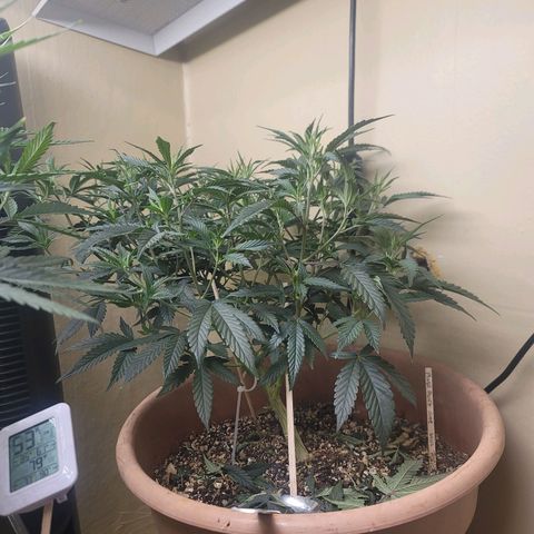 Plural Peach 1 growlog timeline photo