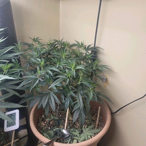 Plural Peach 1 growlog timeline photo
