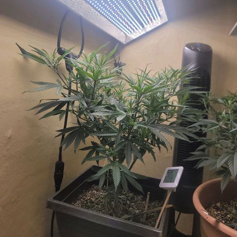 Power Plant 1 growlog timeline photo