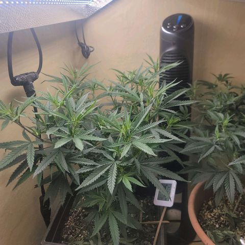 Power Plant 1 growlog timeline photo