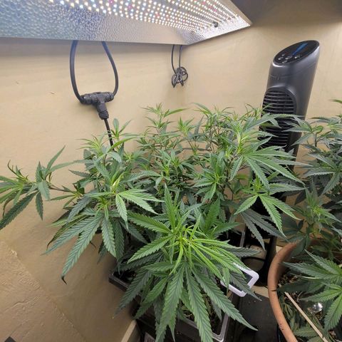 Power Plant 1 growlog timeline photo