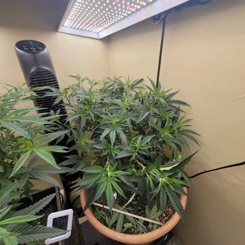 Plural Peach 1 growlog timeline photo