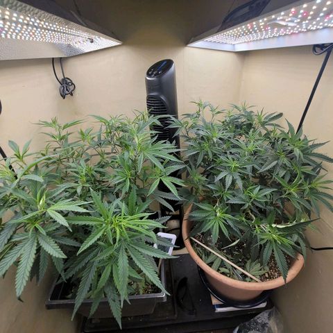 Plural Peach 1 growlog timeline photo
