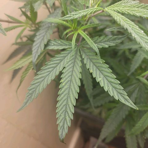 Power Plant 1 growlog timeline photo