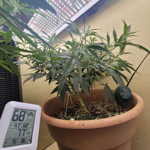 Plural Peach 1 growlog photo: A heavy lean to one side has angled the main stock 