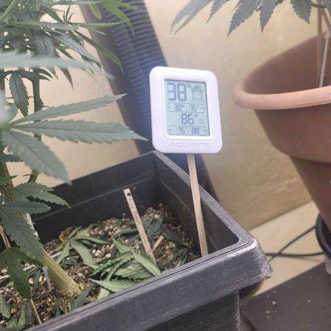 Plural Peach 1 growlog timeline photo