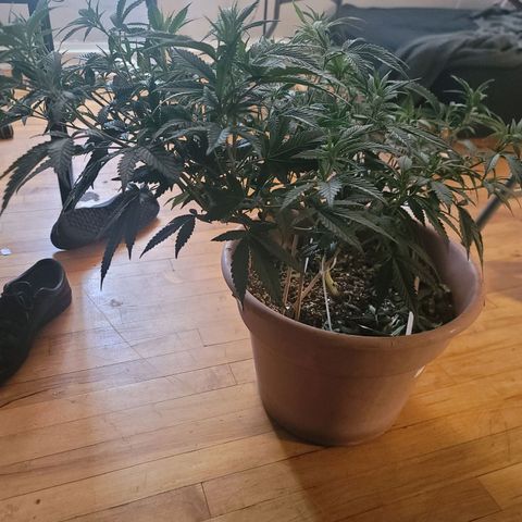 Plural Peach 1 growlog timeline photo