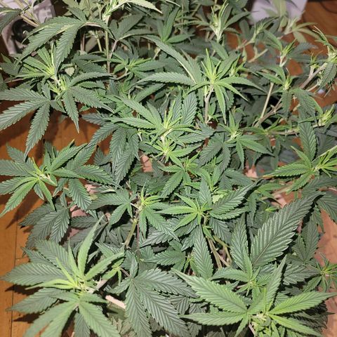 Plural Peach 1 growlog timeline photo