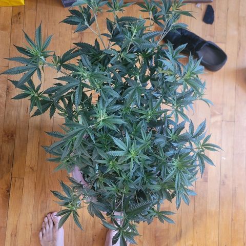 Plural Peach 1 growlog timeline photo