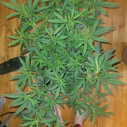 Power Plant 1 growlog timeline photo