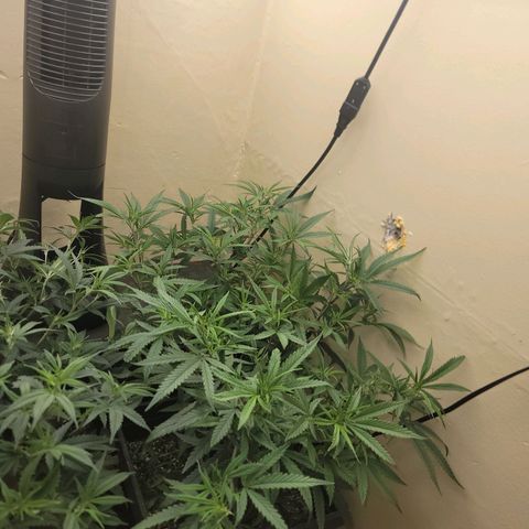 Power Plant 1 growlog timeline photo