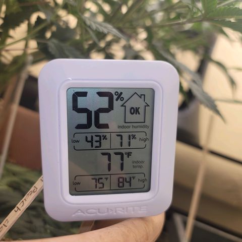 Plural Peach 1 growlog timeline photo