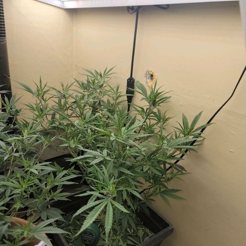 Power Plant 1 growlog timeline photo