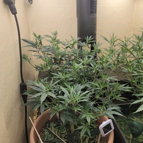 Plural Peach 1 growlog timeline photo