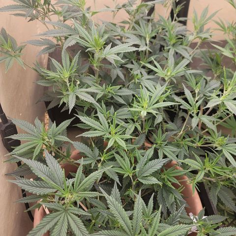 Plural Peach 1 growlog timeline photo