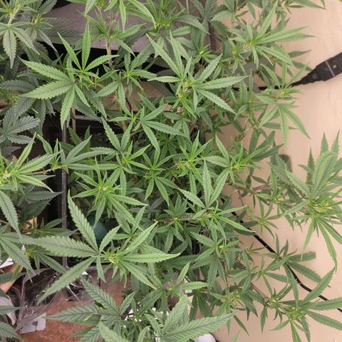 Power Plant 1 growlog timeline photo