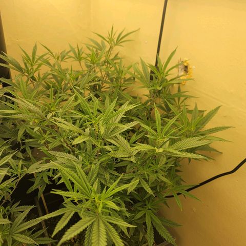 Power Plant 1 growlog timeline photo
