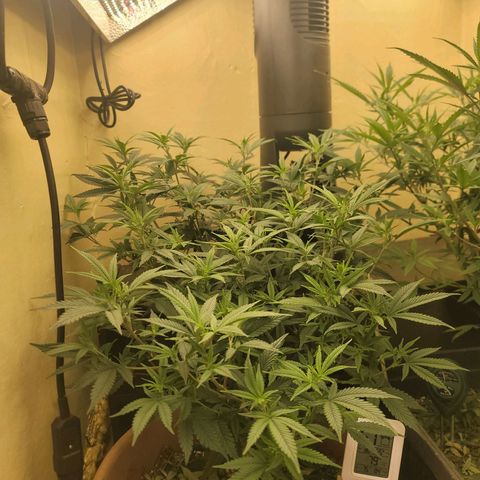 Plural Peach 1 growlog timeline photo